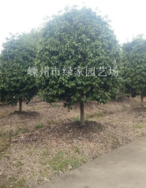 浙江紹興精品四季桂