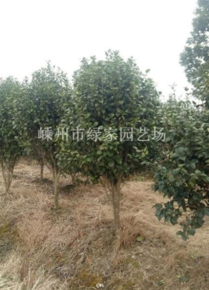 浙江紹興茶花