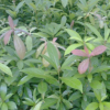 浙江楠小苗批發(fā)農(nóng)戶直銷