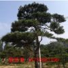 基地直銷(xiāo)景松公園綠化用景松保證成活率批發(fā)園林觀賞景松