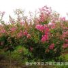 百日紅樹(shù)苗 供應(yīng)優(yōu)質(zhì)工程綠化用百日紅樹(shù)苗 規(guī)格齊全