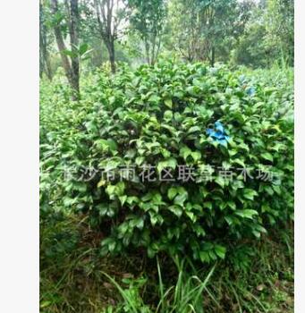 苗木基地直銷 精品小葉七星球茶花 1.5米球 量大從優(yōu)