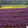 苗木基地直銷 紅花檵木小面 量大從優(yōu)