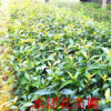 供應(yīng)水團(tuán)花、黃瑞木、細(xì)葉赤楠、紅頂毛枝茶、胡枝子、算盤子
