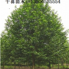 供應福建樂昌含笑 福州樂昌含笑價格發布