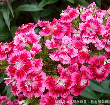 批發(fā)花草種子 常夏石竹美國石竹種子 發(fā)芽率高 花海觀賞花卉打造