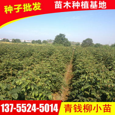 供應(yīng)青錢柳小苗 優(yōu)質(zhì)金錢柳小苗 正宗青錢柳苗批發(fā) 基地直銷