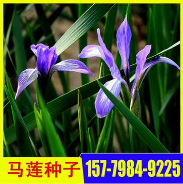 供應(yīng)馬蓮花種子 馬蘭花種子批發(fā)零售 馬蓮播種期什么時(shí)候