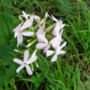 供應工程公園花海綠化花草肥皂草種子別名石堿花種子 可貨到付款