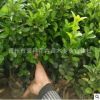 冬青球 球類綠化苗木 種植基地直銷 質優價廉