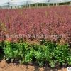 綠化苗木基地供應紅葉小檗 紅葉小檗種苗 綠化專用
