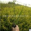 供應金葉女貞小苗 工程綠化公園花壇黃色女貞小苗彩色灌木植物