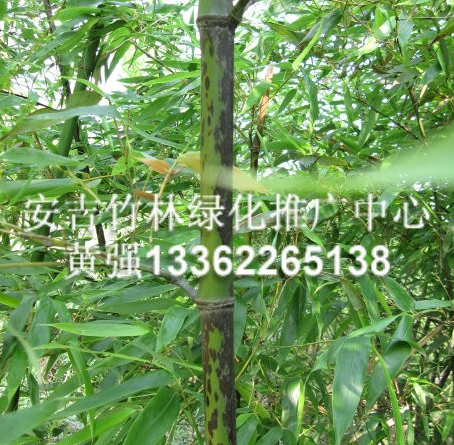 斑竹，斑竹價(jià)格，斑竹供應(yīng)，斑竹行情