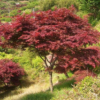 【供應(yīng)】浙江金華急售紅楓4--9公分美國(guó)紅楓