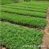 批發大葉黃楊苗 工程綠化苗 優質大葉黃楊耐寒綠籬規格齊全