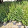 廠家直供南方紅豆杉 室內紅豆杉盆栽植物 可凈化空氣 常綠樹苗