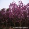 基地直銷 供應紅玉蘭 工程綠化苗木紅玉蘭 規格齊全 庭院種植