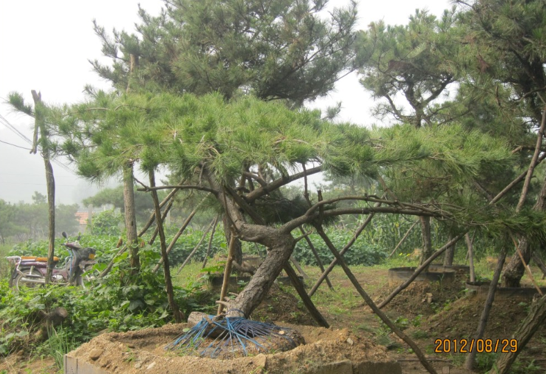 造型油松8cm-50cm、山東造型油松基地、山東造型黑松批發