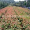 供應 紅葉石楠苗 湖南紅葉石楠小苗新品種