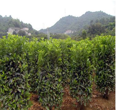 苗高1米-1.5米法國(guó)冬青柱子 珊瑚樹 湖南冬青柱