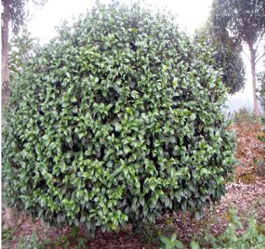 供應(yīng)大葉七心茶花球 冠偪150cm茶花球類 山茶球價(jià)格