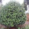 供應大葉七心茶花球 冠偪150cm茶花球類 山茶球價格