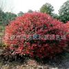 供應紅葉石楠球 冠幅150cm紅葉石楠球 精品紅葉石楠球