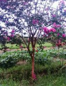 供應(yīng)欒樹、香樟、紫薇、紅楓、雞爪槭、櫻花、垂絲海棠、無患子