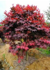 垂絲海棠，紅豆杉，櫻花，藍(lán)莓，雞爪槭，青楓，桂花