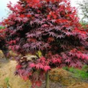 垂絲海棠，紅豆杉，櫻花，藍(lán)莓，雞爪槭，青楓，桂花