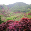 供應(yīng)紅楓，垂絲海棠，紅豆杉，櫻花，藍(lán)莓，雞爪槭