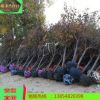 櫻花苗圃直銷(xiāo) 各種規(guī)格3公分----18公分 物美價(jià)優(yōu)