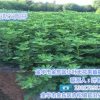 無花果苗批發(fā)、無花果苗、小葉無花果值得推薦(在線咨詢)