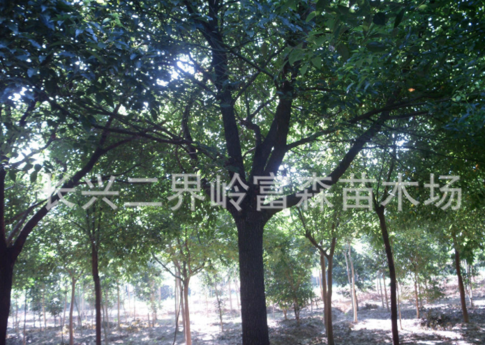 長興二界嶺富森苗木場出售16公分精品香樟 樹木