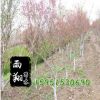 垂絲海棠苗批發(fā) 規(guī)格齊全 垂絲海棠樹苗價(jià)格 工程苗 易成活