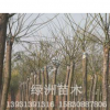 綠洲供應(yīng)各種優(yōu)質(zhì)大喬木