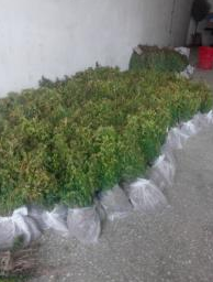江蘇宿遷紅豆杉
