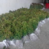 江蘇宿遷紅豆杉