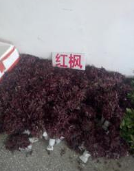 江蘇宿遷紅楓小苗