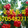 哪里有山楂苗 哪里山楂苗好 哪里有賣山楂樹(shù)苗的新價(jià)格