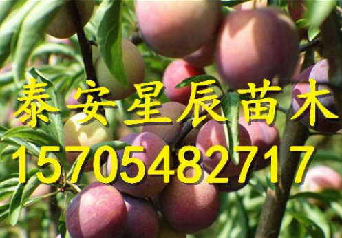 3公分李子樹(shù)苗 3公分李子樹(shù)苗單價(jià)