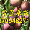 3公分李子樹苗 3公分李子樹苗單價