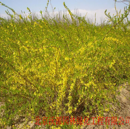 連翹 迎春 紅瑞木 紫荊庭院綠化 園林綠化苗木 連翹苗 獨桿連翹