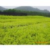 本苗圃大量供應杜鵑紅花繼木金葉女貞及各種工程大小苗0