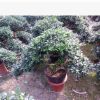 福建花卉 種植基地花卉批發 造型杜鵑花 永?；ɑ?/></a>
<div><a href=