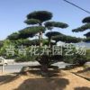 福建花卉 青青花卉園藝 造型羅漢松盆景 別墅造型盆景