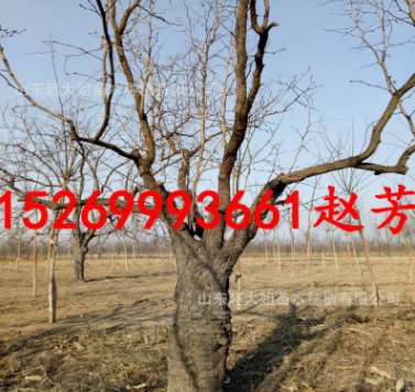 基地批發20-25-30公分大棗樹 綠化占地大棗樹 賠償價格高當年結果