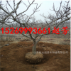 山東基地批發(fā)大山楂樹(shù)規(guī)格齊全占地10-12-15-20-25公分大山楂樹(shù)