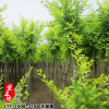 基地供應金葉榆樹苗批發工程苗工程綠化苗行道樹規格齊全量大優惠