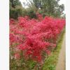 湖南園林綠化喬木紅楓、紅楓小樹木及嫁接紅楓